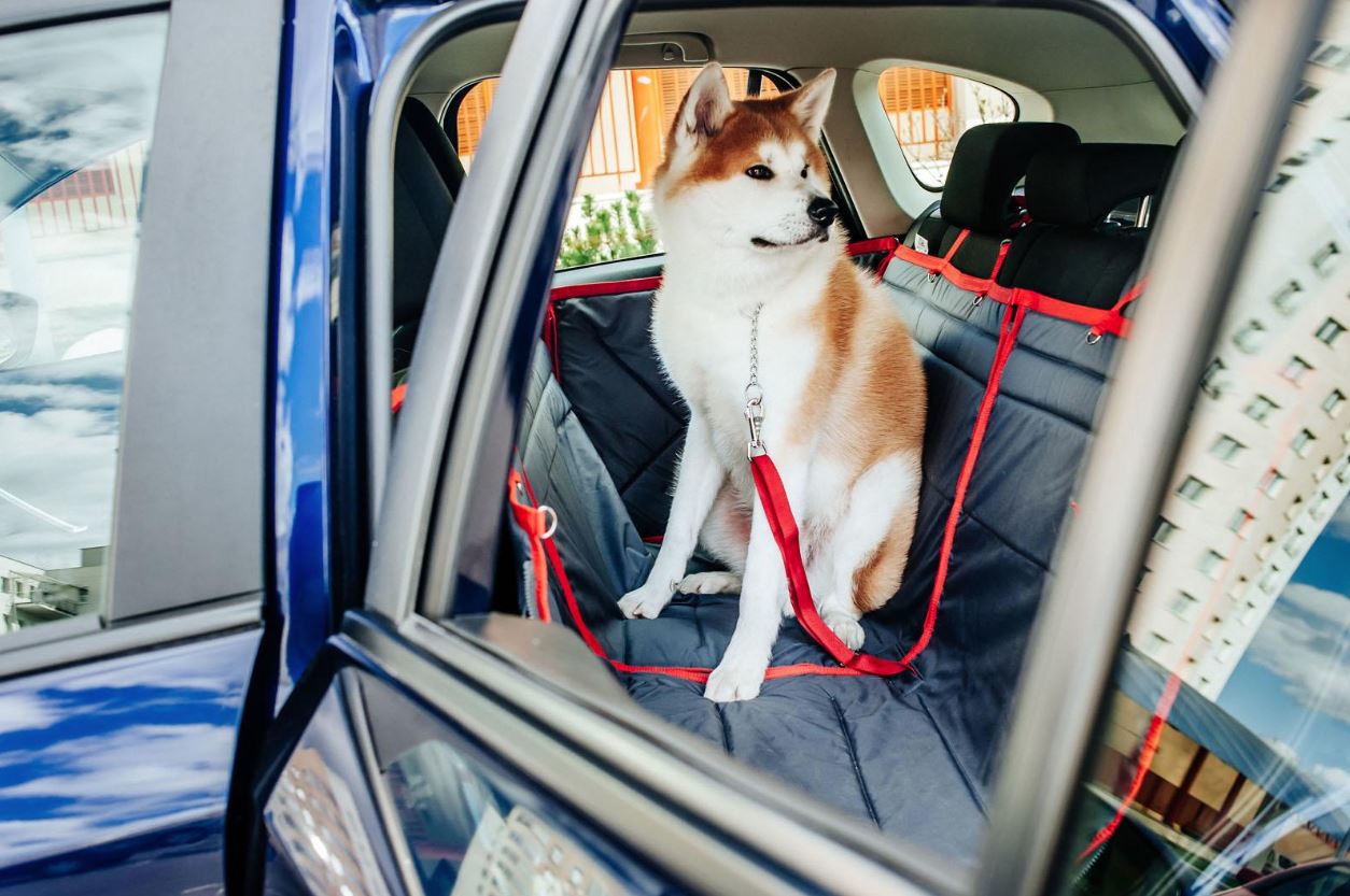 Автомобільний ремінь безпеки для собаки ТрендБай 1168 Стреппін червоний